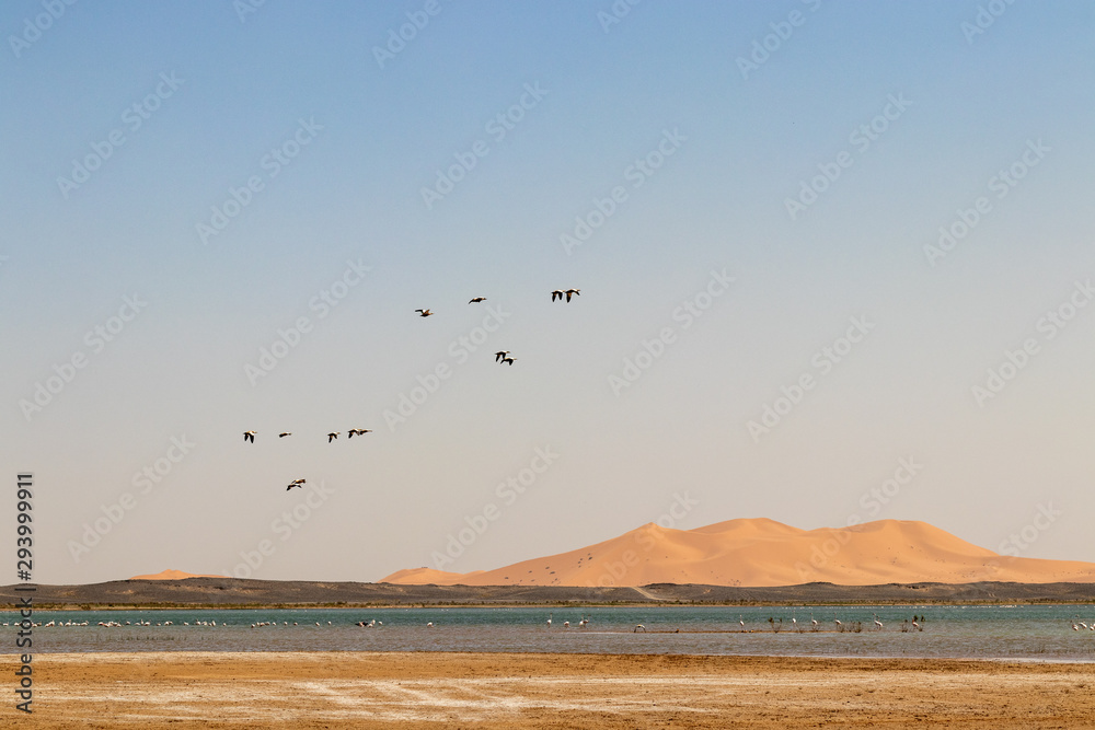 Naklejka premium Flamingos flying