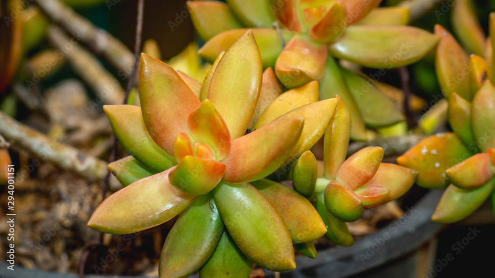 closeup of beautiful succulent used as ornamental plant closeup of beautiful succulent used as ornamental plant