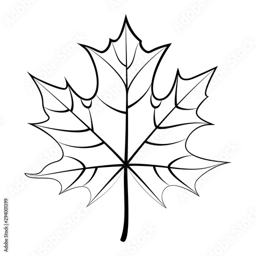 The one leaf of maple is isolated on white background, line art.
