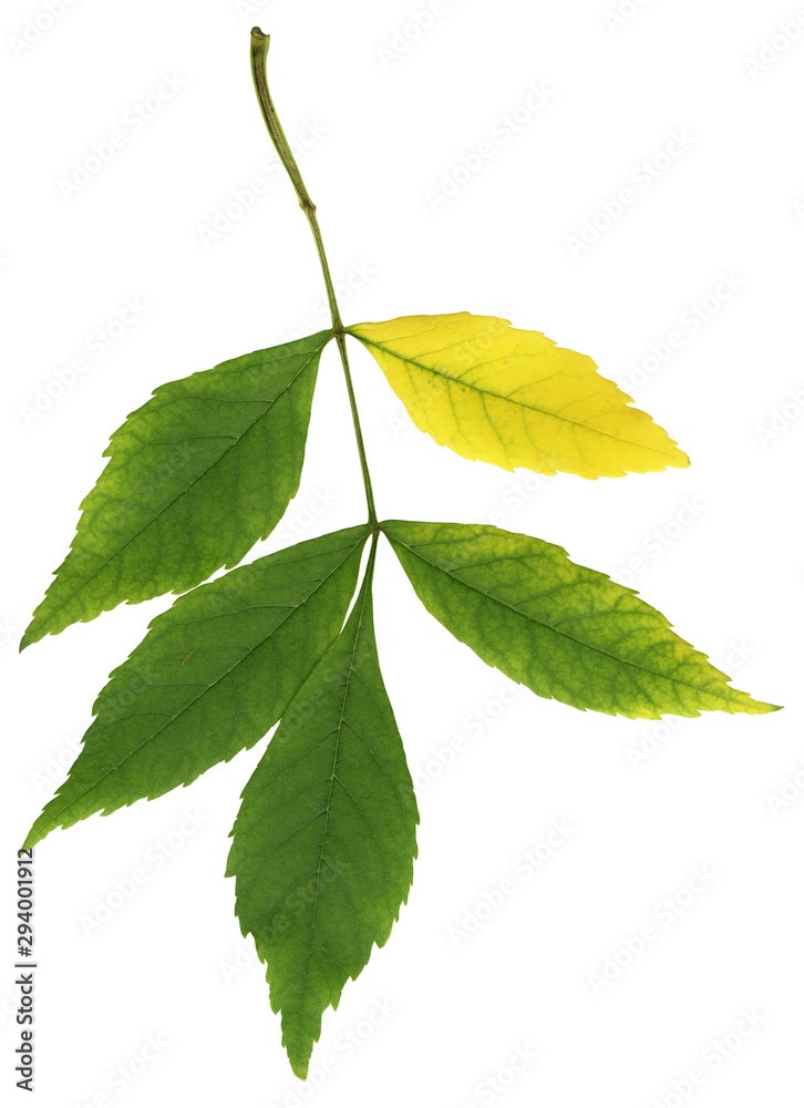 Early autumn branch of ash-tree