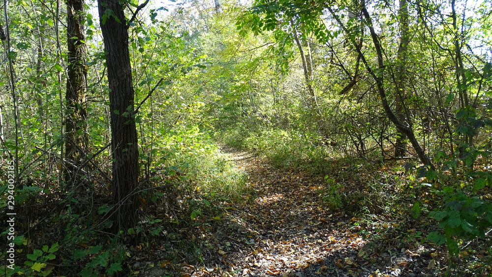 Fototapeta premium path in the forest