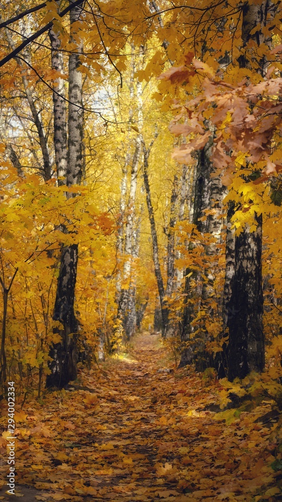 Fototapeta premium path with fallen yellow leaves in the autumn forest