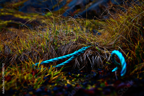 Arctic Grass photo