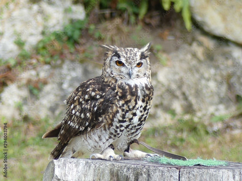 rapaces rapaces