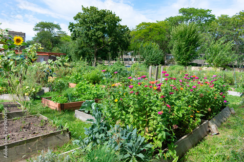 Fototapeta Naklejka Na Ścianę i Meble -  Colorful Flowers in Planters at a Community Garden in University Village in Chicago