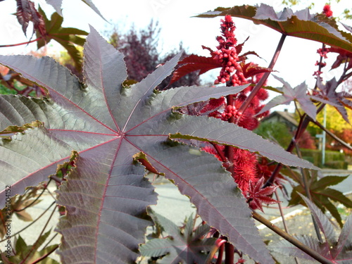 Großes violettes Blatt vom Wunderbaum mit rotem Fruchtstand im Hintergrund photo