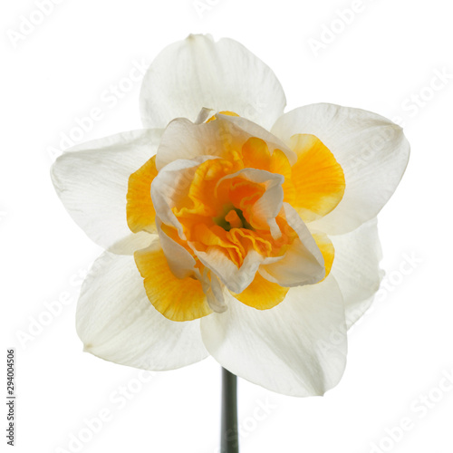 Daffodil flower isolated on white background.