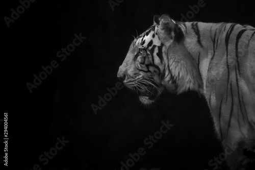 dramatic close up head of a Male tiger  profile in low key light