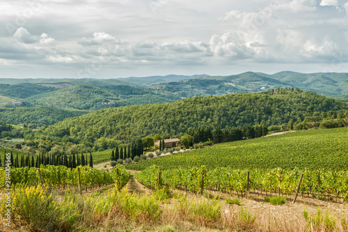 Vineyards landscapes in the morning in Albola in the Chianti region.