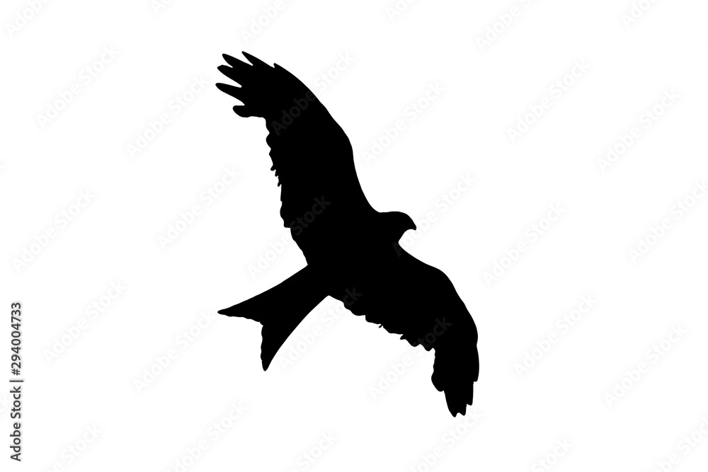 Obraz premium Red Kite rapture black silhouette cut out and isolated on a white background