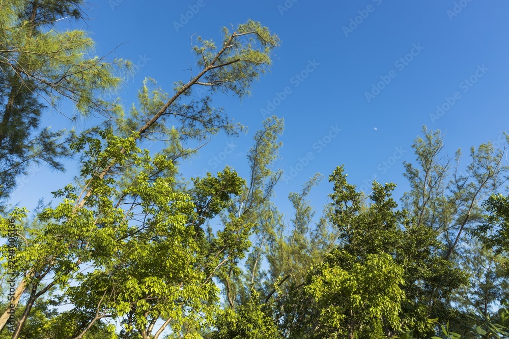 Beautiful view of green treetops on cloudless blue sky background. Beautiful view of green treetops on cloudless blue sky background.