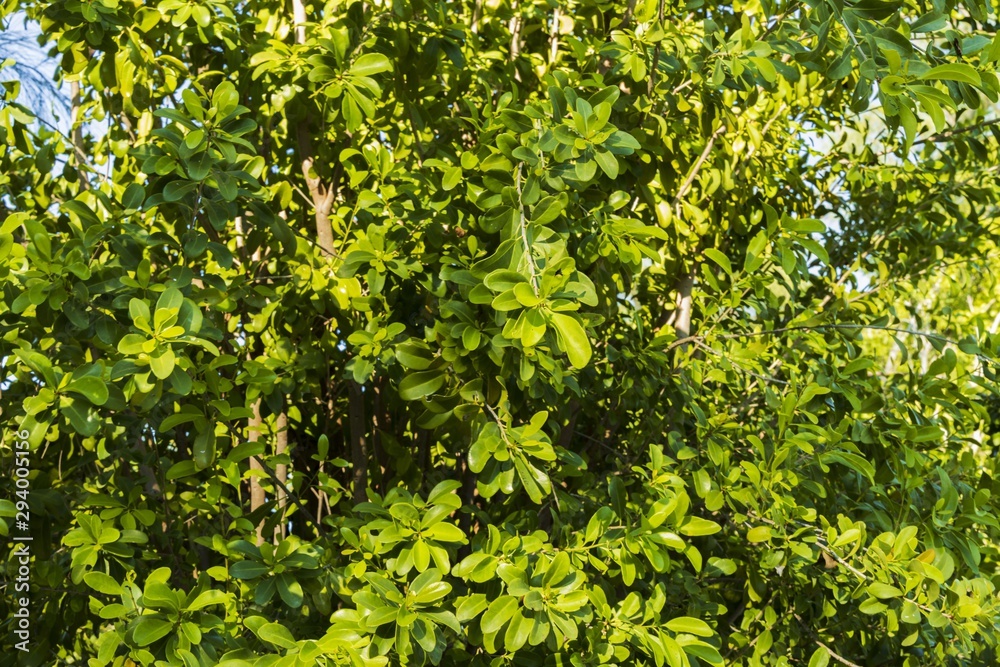 Close up view of juicy green plant. Beautiful green natural backgrounds. Close up view of juicy green plant. Beautiful green natural backgrounds.