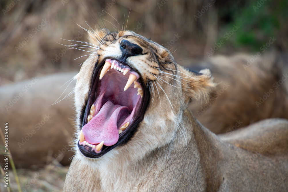 female lions roaring