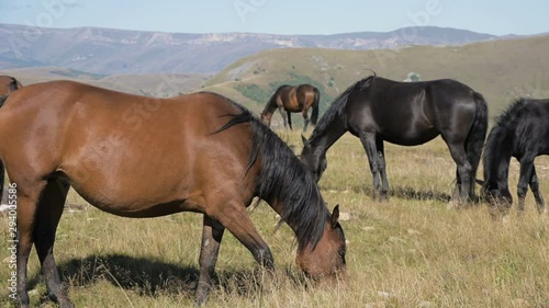 A group of horses graze in an alpine pasture. Herd of adult horses and foals on a sunny day