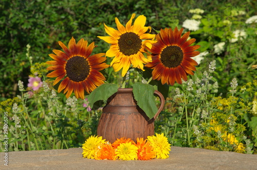Bright sunflowers in a clay jug in the garden