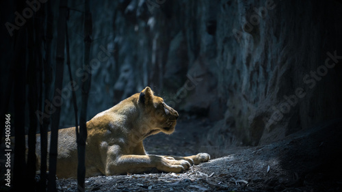 Lioness prowling in the dark