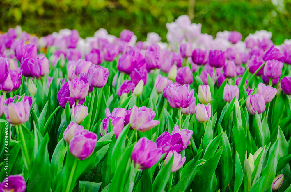 purple tulips flower field