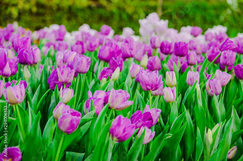 purple tulips flower field