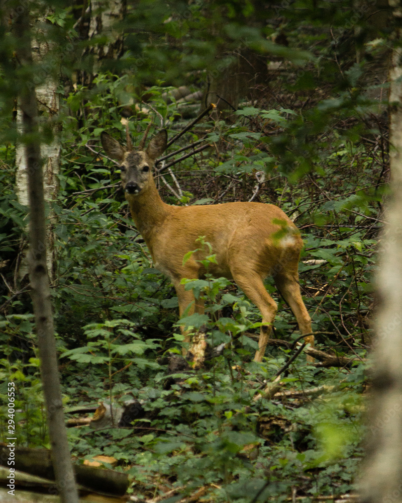 Biche dans les bois, rencontre inattendue en île de france, photographie animalière Biche dans les bois, rencontre inattendue en île de france, photographie animalière