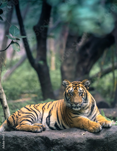 Young tiger Portrait in dramatic lighting