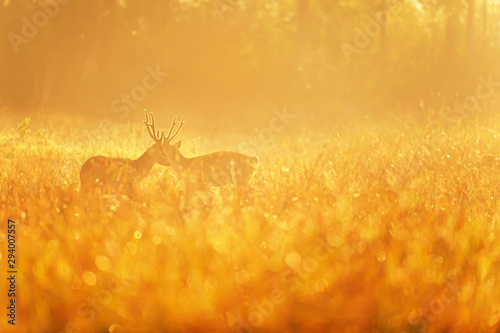 Two males Hog Deer fight for mating rituals. photo