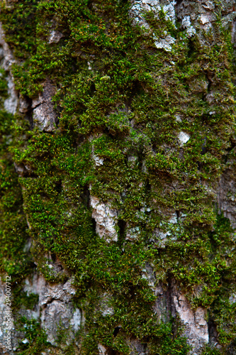 tree bark overgrown with moss