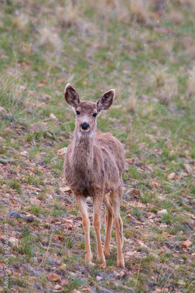 Mule Deer Herd on a Snowy Morning Mule Deer Herd on a Snowy Morning