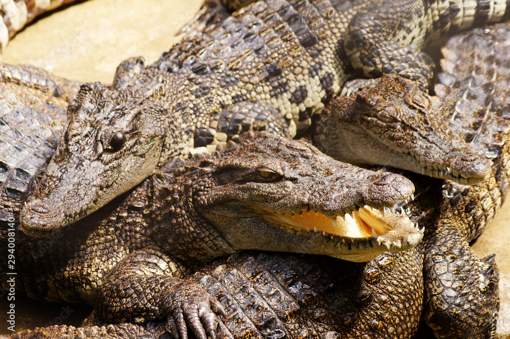 Obraz premium Big crocodiles close up