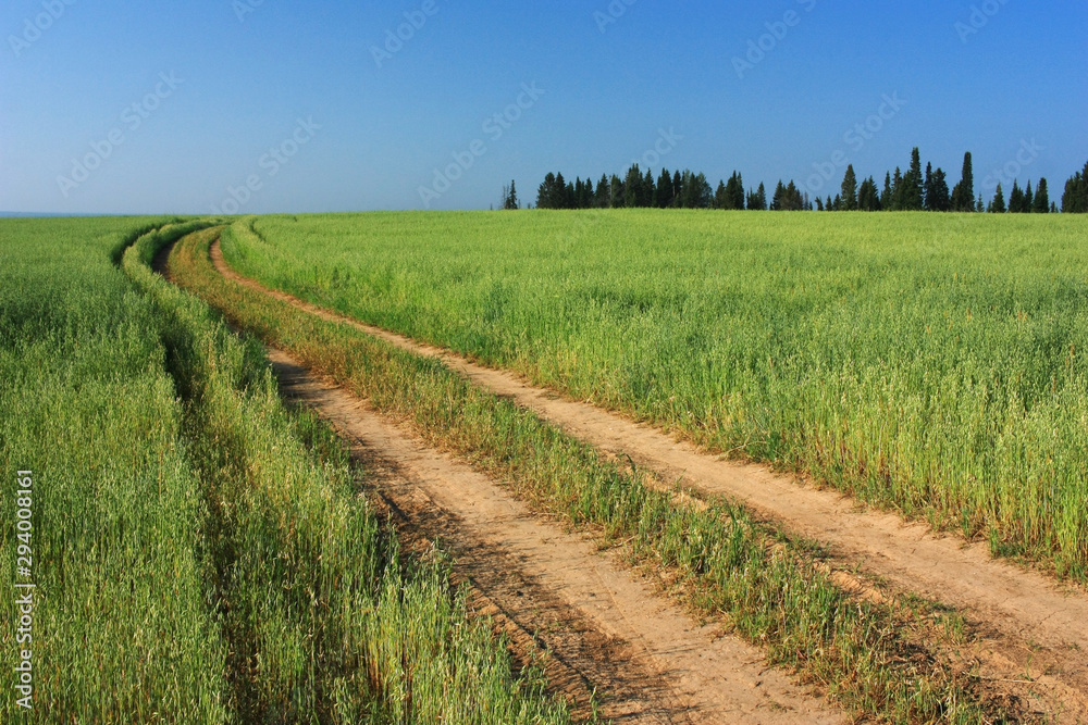 Country road in a wheat field Country road in a wheat field
