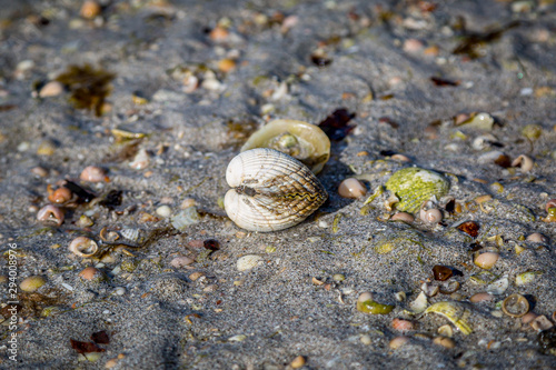 A closed common cockle shell on a beach, on the Hebridean island of Eriskay