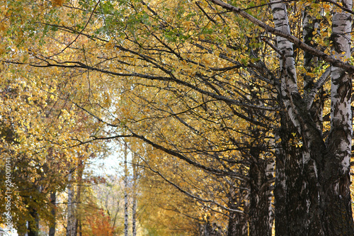 view of the park avenue of autumn birches with yellow leaves