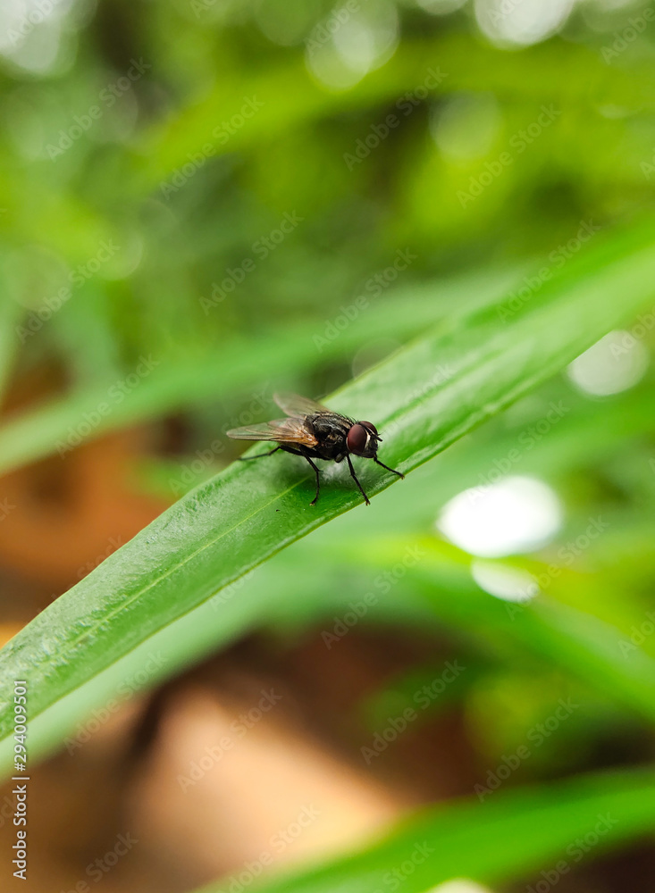 Housefly is sitting on a leaf, Macro Shot with Blurred background. Housefly is sitting on a leaf, Macro Shot with Blurred background.