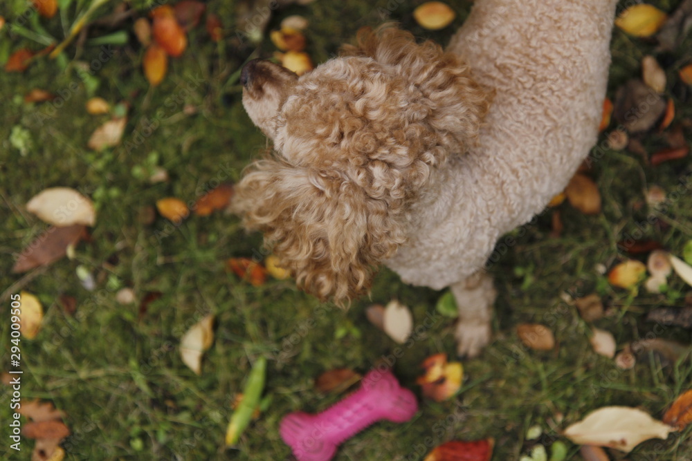 The dog in autumn park is playing his toy The dog in autumn park is playing his toy