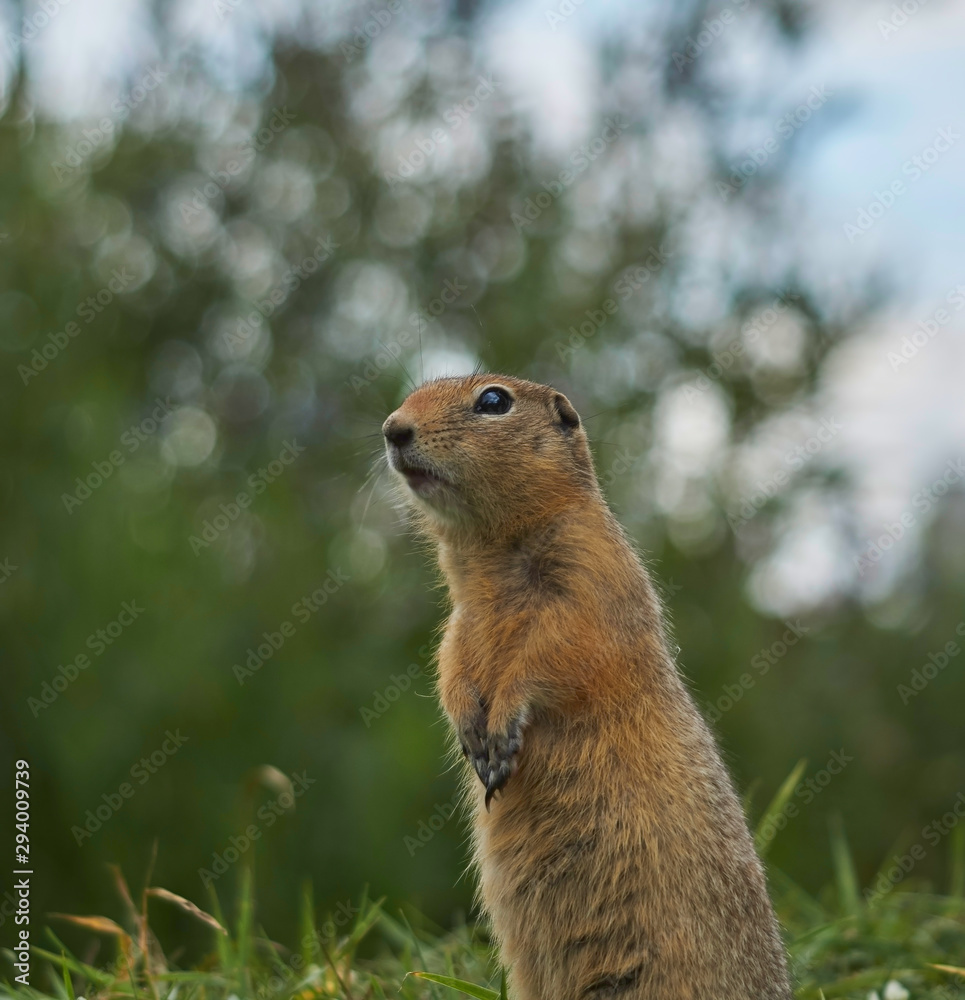gopher stands and watches carefully gopher stands and watches carefully
