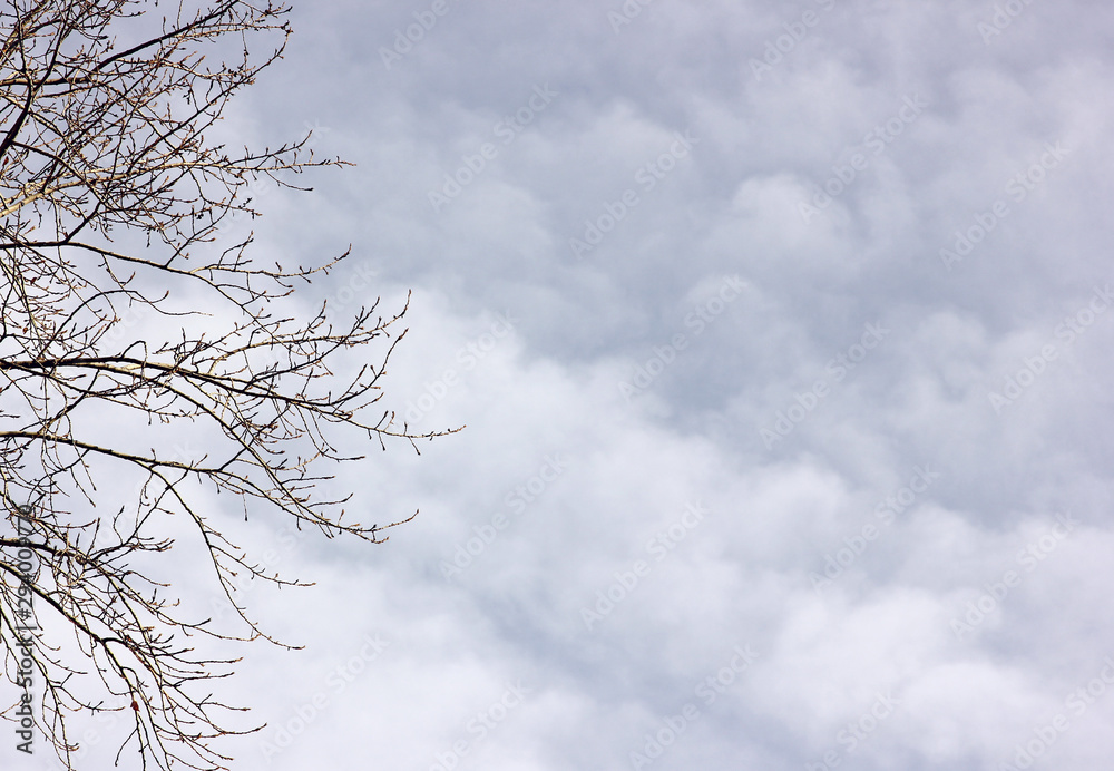 bare branches of trees against the gloomy sky in the clouds bare branches of trees against the gloomy sky in the clouds