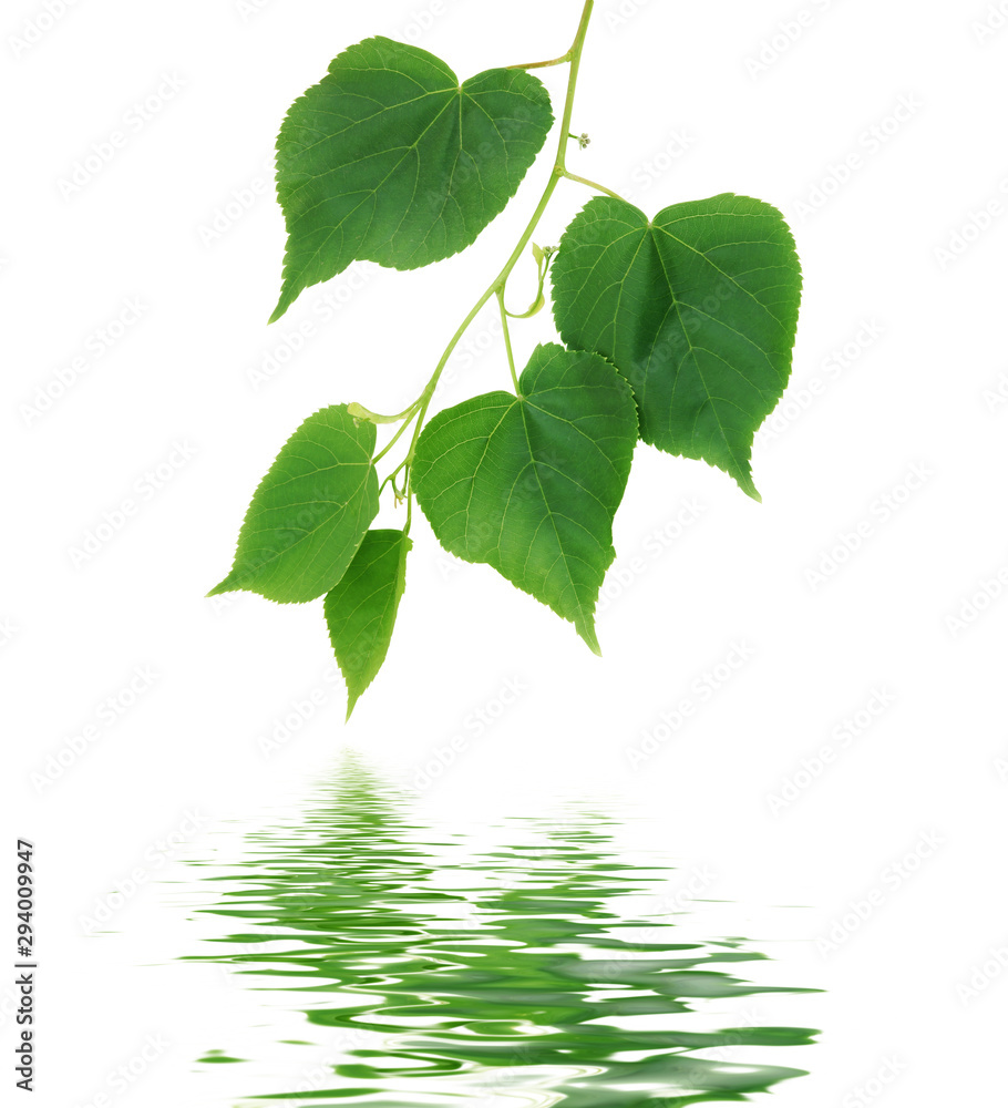 Lime tree branch with leaves isolated on white Lime tree branch with leaves isolated on white