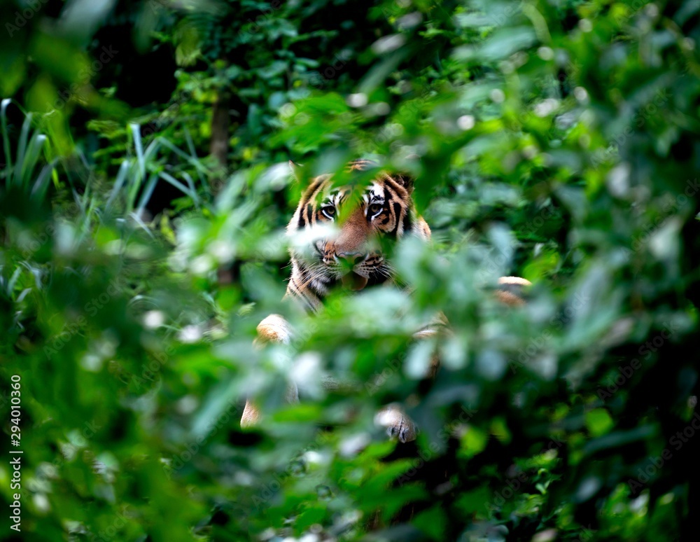 bengal tiger resting among green bush bengal tiger resting among green bush
