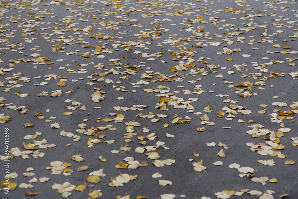 Multicolour pattern of autumn leaves Multicolour pattern of autumn leaves