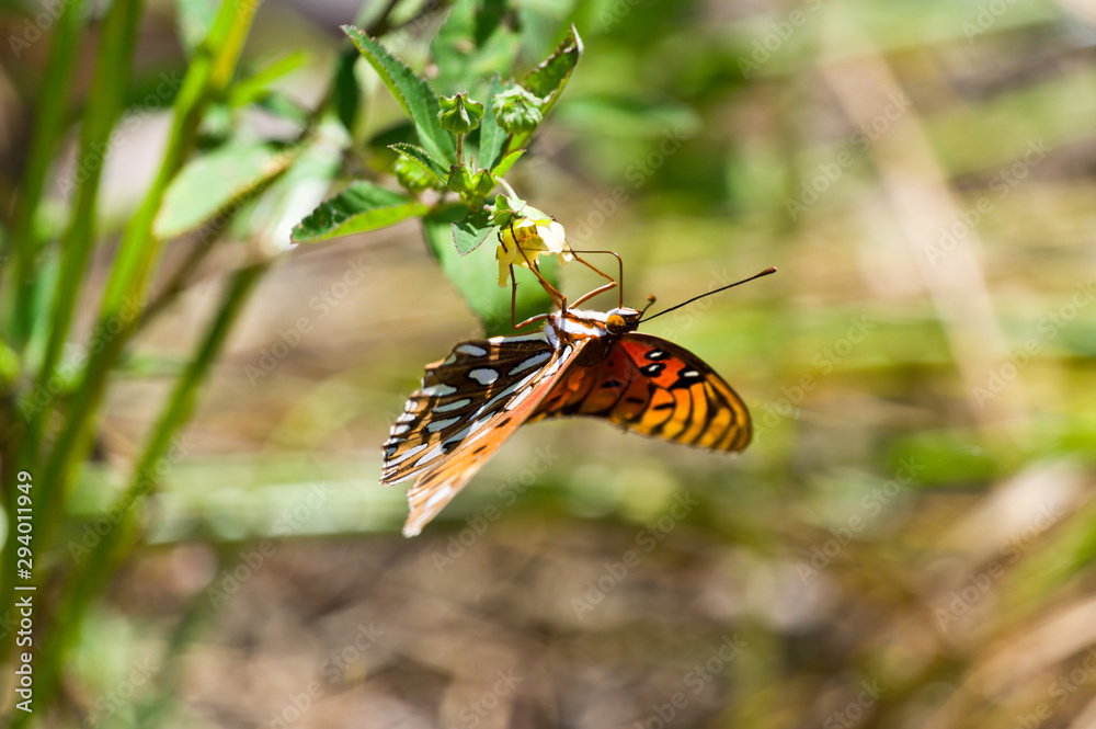 Obraz premium Gulf Fritillary 5