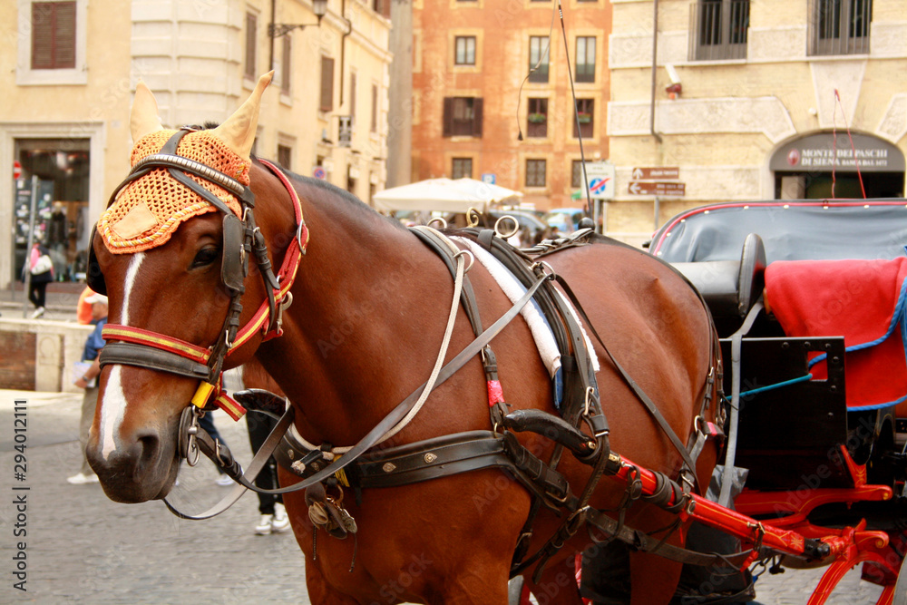 A brown walking horse in the centre of Rome. Sightseeing horse-drawn vehicle. Horse for walks and excursions of tourists.