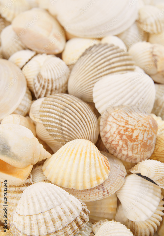 Seashells background