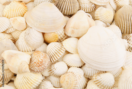 Seashells close up