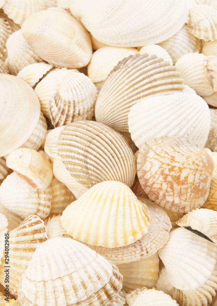 Seashells background