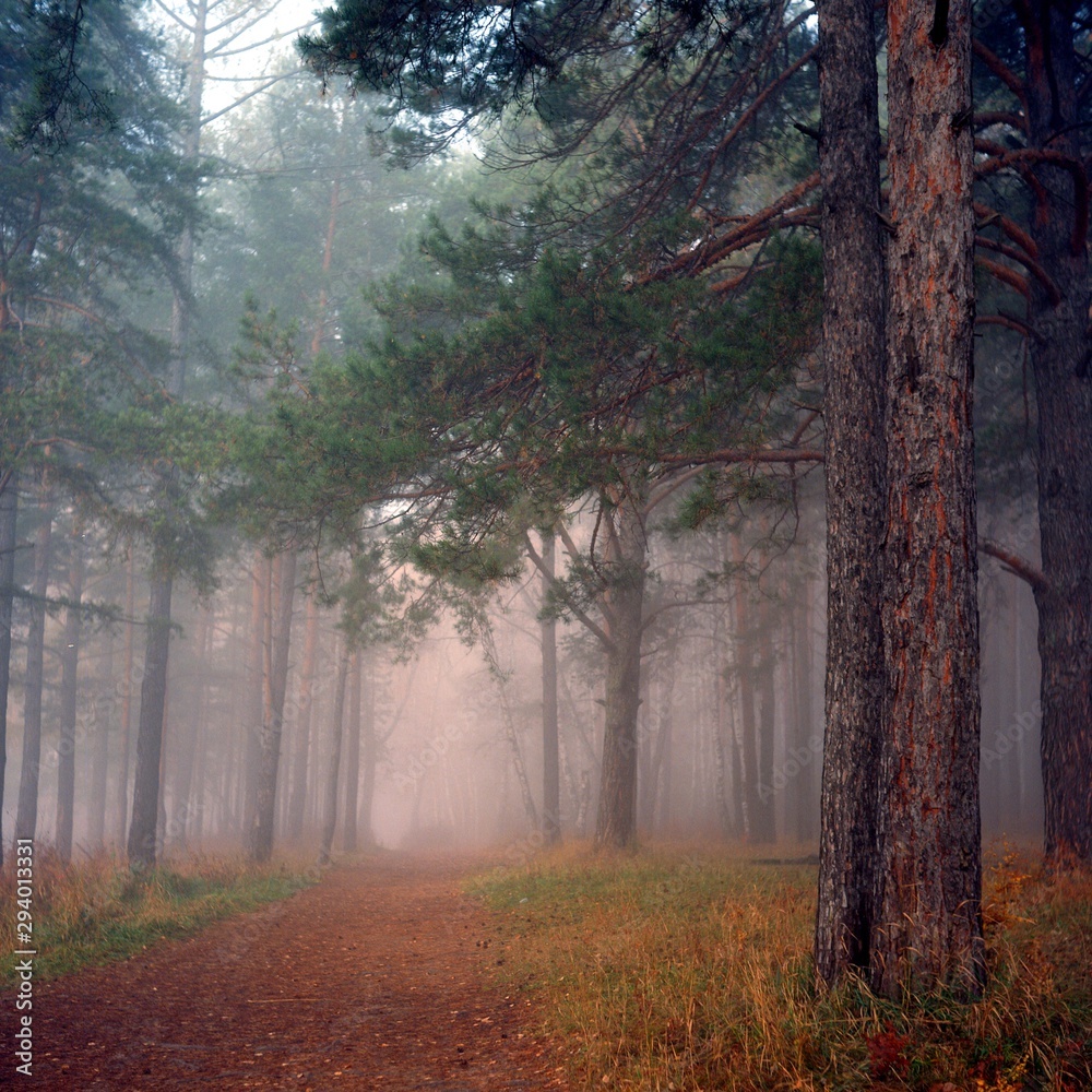 morning in forest