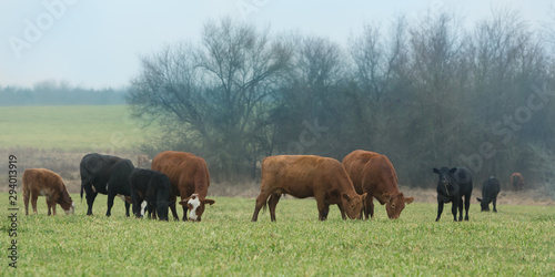 Cows and calves grazing on oat grass in winter