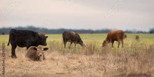 Calves feeding on oat grass and lying in dry winter pasture to rest on the cattle ranch