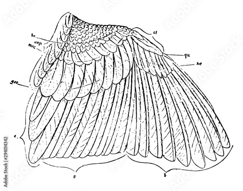 Feathers of a Sparrow Wing, vintage illustration.