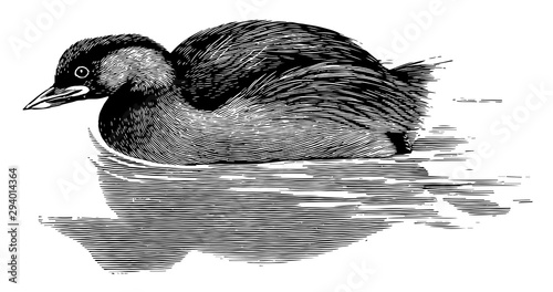 Little Grebe, vintage illustration.