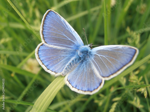 Butterfly Common Blue