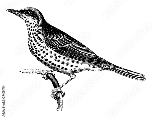 Mistletoe Thrush, vintage illustration.